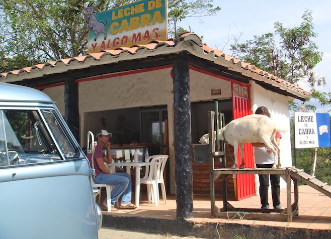 COL Fresh Milk